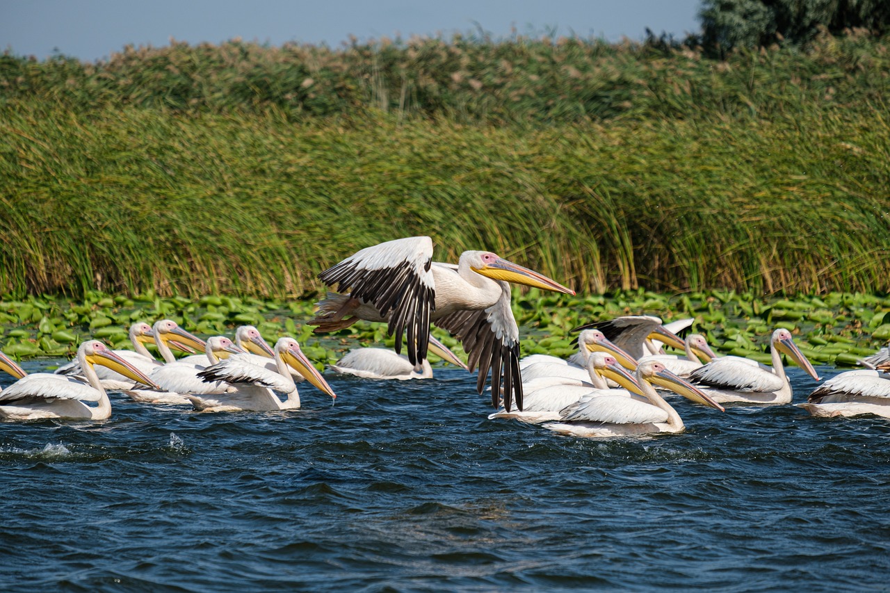 The Role of Ecotourism in Conserving Biodiversity